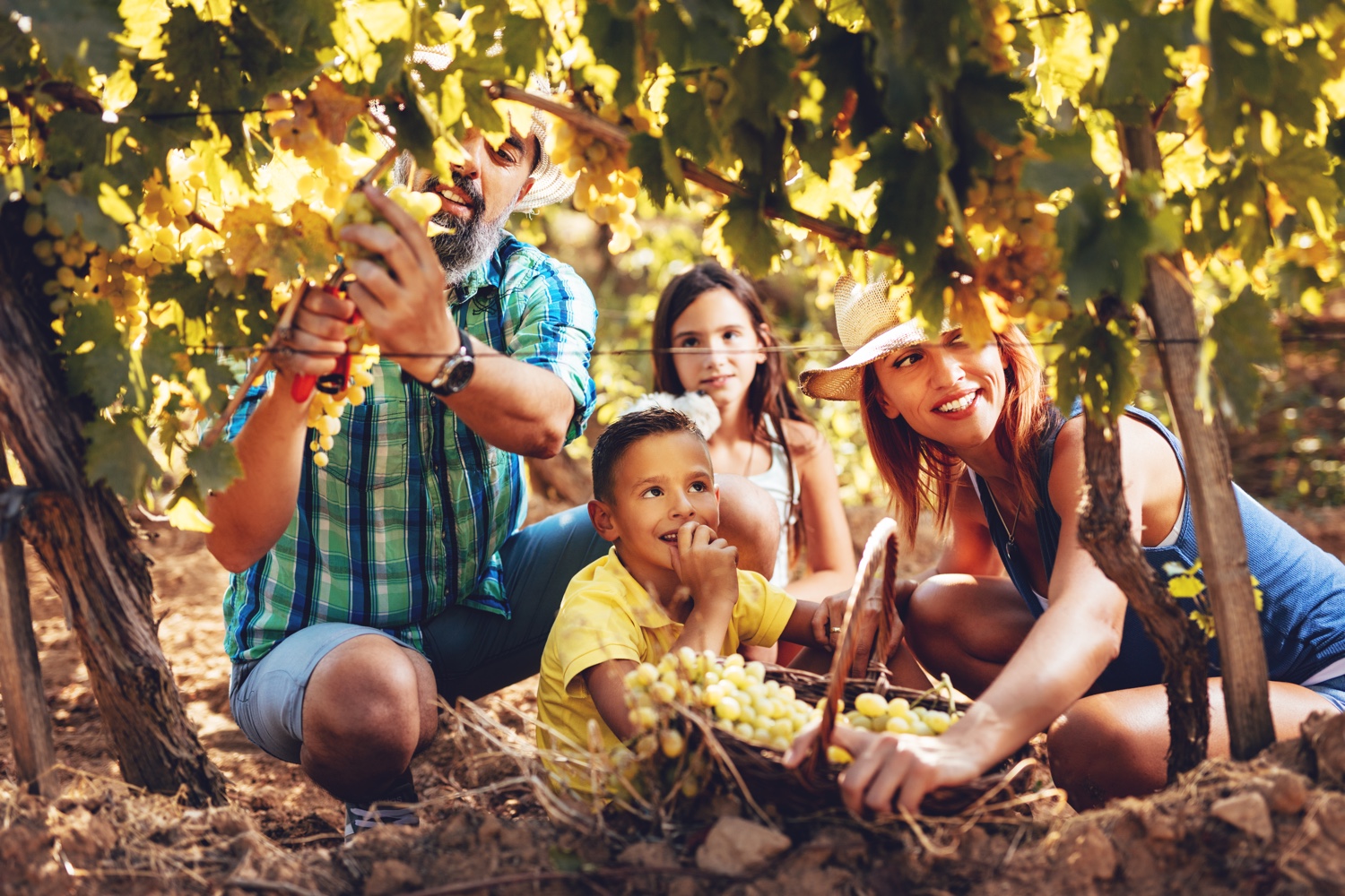 Family Vineyard Harvest